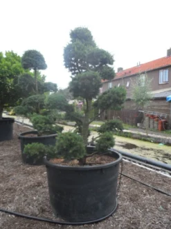 Libanonceder Als Bonsai (Cedrus Libani) -Goedkope DirectPlant winkel cedrus libani bonsai c750 3