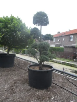 Libanonceder Als Bonsai (Cedrus Libani) -Goedkope DirectPlant winkel cedrus libani bonsai c750 5