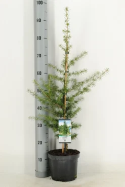 Libanonceder (Cedrus Libani) -Goedkope DirectPlant winkel cedrus libani c3 m 1
