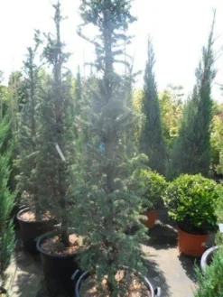 Zuilvormige Ceder (Cedrus Libani 'Fastigiata') -Goedkope DirectPlant winkel cedrus libani fastigiata 175 200 250