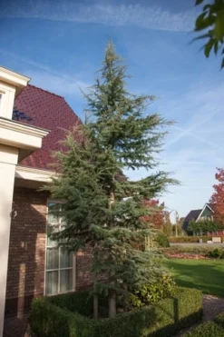 Atlasceder (Cedrus Libani 'Glauca') -Goedkope DirectPlant winkel cedrus libani glauca 1