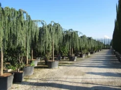 Treurceder Als Boom (Cedrus Libani 'Glauca Pendula') -Goedkope DirectPlant winkel cedrus libani glauca pendula 2 1