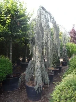 Treurceder Als Boom (Cedrus Libani 'Glauca Pendula') -Goedkope DirectPlant winkel cedrus libani glauca pendula 350 400 c160 1