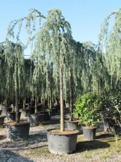 Treurceder Als Boom (Cedrus Libani 'Glauca Pendula') -Goedkope DirectPlant winkel cedrus libani glauca pendula 3 1
