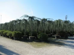 Treurceder Als Boom (Cedrus Libani 'Glauca Pendula') -Goedkope DirectPlant winkel cedrus libani glauca pendula 4