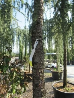 Treurceder Als Boom (Cedrus Libani 'Glauca Pendula') -Goedkope DirectPlant winkel cedrus libani glauca pendula 5