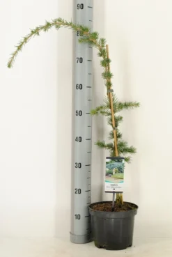 Treurceder Als Boom (Cedrus Libani 'Glauca Pendula') -Goedkope DirectPlant winkel cedrus libani glauca pendula c3 m