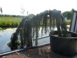 Treurceder Als Boom (Cedrus Libani 'Glauca Pendula') -Goedkope DirectPlant winkel cedrus libani glauca pendula halfstam c1000 solitair 1