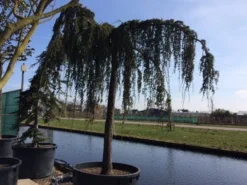 Treurceder Als Boom (Cedrus Libani 'Glauca Pendula') -Goedkope DirectPlant winkel cedrus libani glauca pendula hoogstam solt