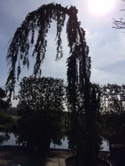 Treurceder Als Boom (Cedrus Libani 'Glauca Pendula') -Goedkope DirectPlant winkel cedrus libanica glauca pendula solitair geveerd