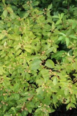 Kogelbloem (Cephalanthus Occidentalis) -Goedkope DirectPlant winkel cephalanthus occidentalis 1