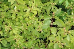 Kogelbloem (Cephalanthus Occidentalis) -Goedkope DirectPlant winkel cephalanthus occidentalis 2