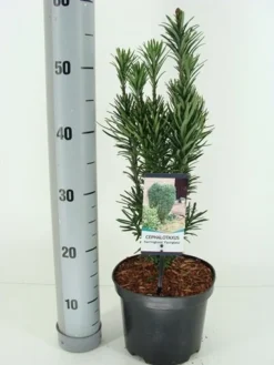 Knoptaxus (Cephalotaxus Harringtonia 'Fastigiata') -Goedkope DirectPlant winkel cephalotaxus harr. fastigiata winter c3 m 1