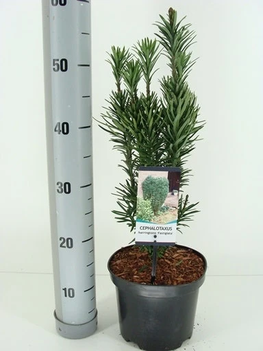 Knoptaxus (Cephalotaxus Harringtonia 'Fastigiata') 3 Knoptaxus (Cephalotaxus Harringtonia 'Fastigiata') - Afbeelding 3