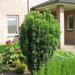 Knoptaxus (Cephalotaxus Harringtonia 'Fastigiata') -Goedkope DirectPlant winkel cephalotaxus harringtonii fastigiata 1