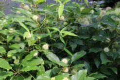 Kogelbloem (Cephalanthus Occidentalis) -Goedkope DirectPlant winkel cepharanthus occidentalis 1