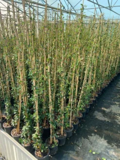 Toscaanse Jasmijn (Trachelospermum Jasminoides 'Winter Ruby') -Goedkope DirectPlant winkel cf397af1 424c 440f b659 6b33d5eedf60