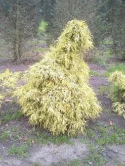 Cypres (Chamaecyparis Pisifera 'Filifera Aurea') -Goedkope DirectPlant winkel cham l aurea