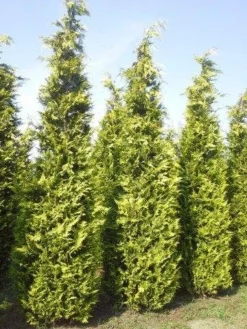 Gele Haagconifeer (Chamaecyparis Lawsoniana 'Ivonne') -Goedkope DirectPlant winkel cham l ivonne 400 450