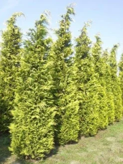 Gele Haagconifeer (Chamaecyparis Lawsoniana 'Ivonne') -Goedkope DirectPlant winkel cham l ivonne 400 450 1 1