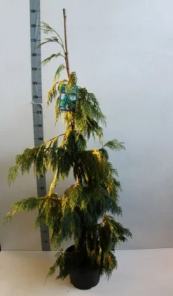Cypres (Chamaecyparis Nootkatensis 'Pendula') -Goedkope DirectPlant winkel chamacyparis n pendula 100 125 cm co. 10l b kopie