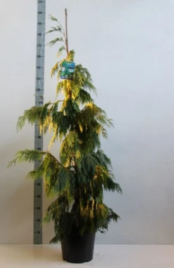 Cypres (Chamaecyparis Nootkatensis 'Pendula') -Goedkope DirectPlant winkel chamacyparis n pendula 100 125 cm co. 10l kopie
