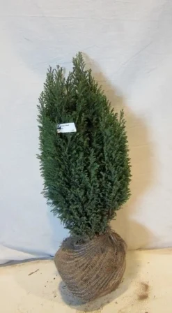 Cypres (Chamaecyparis Lawsoniana 'Ellwoodii') -Goedkope DirectPlant winkel chamacyparislellwoodii050 060