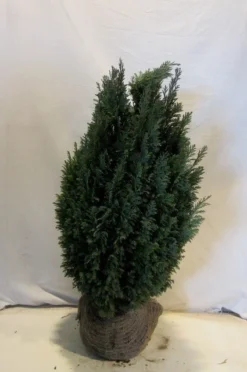 Cypres (Chamaecyparis Lawsoniana 'Ellwoodii') -Goedkope DirectPlant winkel chamacyparislellwoodii060 080