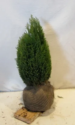 Cypres (Chamaecyparis Lawsoniana 'Ellwoodii') -Goedkope DirectPlant winkel chamacyparislellwoodiigold050 060
