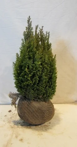 Cypres (Chamaecyparis Lawsoniana 'Ellwoodii') -Goedkope DirectPlant winkel chamacyparislellwoodiigold45 50
