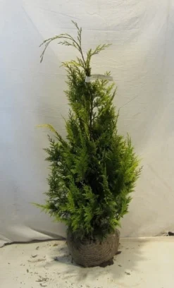 Gele Haagconifeer (Chamaecyparis Lawsoniana 'Ivonne') -Goedkope DirectPlant winkel chamacyparislivonne080 100