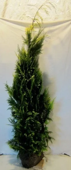 Gele Haagconifeer (Chamaecyparis Lawsoniana 'Ivonne') -Goedkope DirectPlant winkel chamacyparislivonne175 200