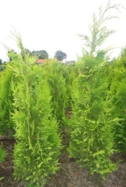 Gele Haagconifeer (Chamaecyparis Lawsoniana 'Ivonne') -Goedkope DirectPlant winkel chamacyparislivonne80125vh 1