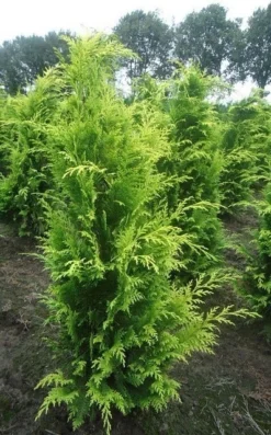 Gele Haagconifeer (Chamaecyparis Lawsoniana 'Stardust') -Goedkope DirectPlant winkel chamacyparislstard100125vh