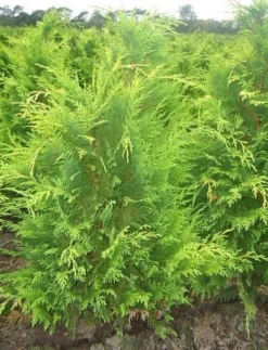 Gele Haagconifeer (Chamaecyparis Lawsoniana 'Stardust') -Goedkope DirectPlant winkel chamacyparislstard60100jv