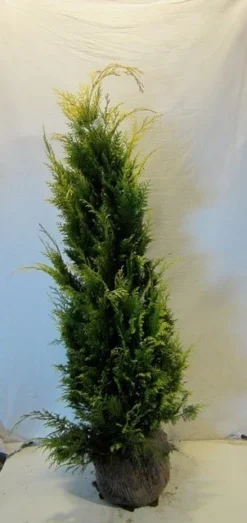 Gele Haagconifeer (Chamaecyparis Lawsoniana 'Stardust') -Goedkope DirectPlant winkel chamacyparislstardust125 150