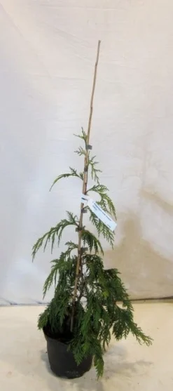 Cypres (Chamaecyparis Nootkatensis 'Pendula') -Goedkope DirectPlant winkel chamacyparisnpendula050 060