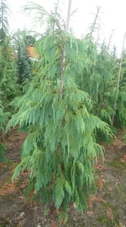Cypres (Chamaecyparis Nootkatensis 'Pendula') -Goedkope DirectPlant winkel chamacyparisntkpend.125150ak