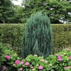Cypres (Chamaecyparis Lawsoniana 'Ellwoodii') -Goedkope DirectPlant winkel chamaecyparis law. ellwoodii