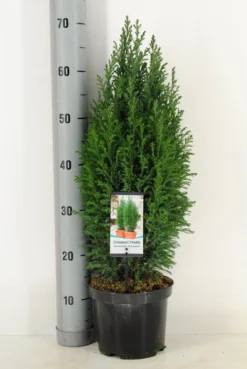 Cypres (Chamaecyparis Lawsoniana 'Ellwoodii') -Goedkope DirectPlant winkel chamaecyparis law. ellwoodii c3 m