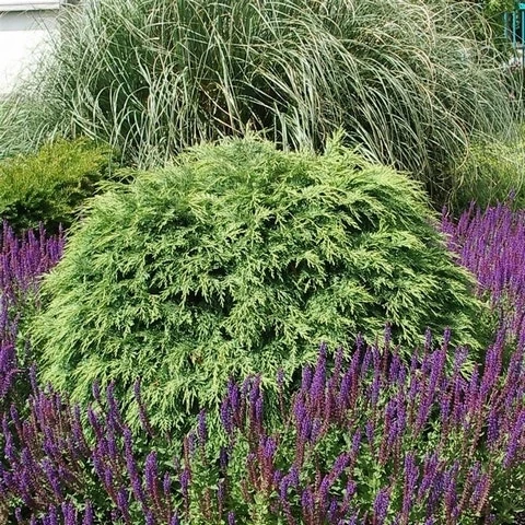 Dwergcipres (Chamaecyparis Lawsoniana 'Globosa') 2 Dwergcipres (Chamaecyparis Lawsoniana 'Globosa') - Afbeelding 2