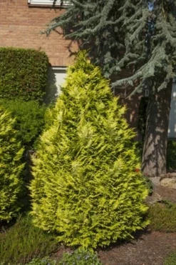 Gele Haagconifeer (Chamaecyparis Lawsoniana 'Ivonne') -Goedkope DirectPlant winkel chamaecyparis law. ivonne 1