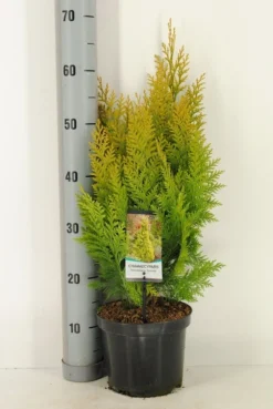 Gele Haagconifeer (Chamaecyparis Lawsoniana 'Ivonne') -Goedkope DirectPlant winkel chamaecyparis law. ivonne c3 m 1