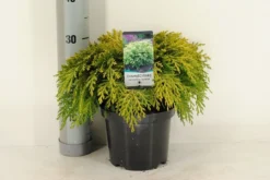 Goedkope DirectPlant winkel 18 Gele Dwergcipres (Chamaecyparis Lawsoniana 'Sunkist')