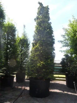 Gele Haagconifeer (Chamaecyparis Lawsoniana 'Ivonne') -Goedkope DirectPlant winkel chamaecyparis lawsoniana ivonne 500 600 c750 1