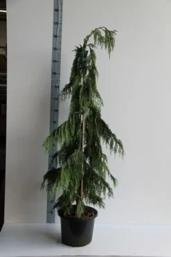 Cypres (Chamaecyparis Nootkatensis 'Pendula') -Goedkope DirectPlant winkel chamaecyparis n. pendula 125 150 cm co. 12l v