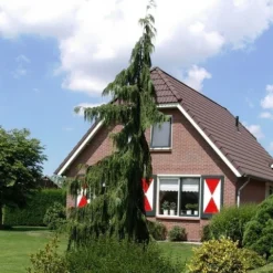 Cypres (Chamaecyparis Nootkatensis 'Pendula') -Goedkope DirectPlant winkel chamaecyparis nootk. pendula