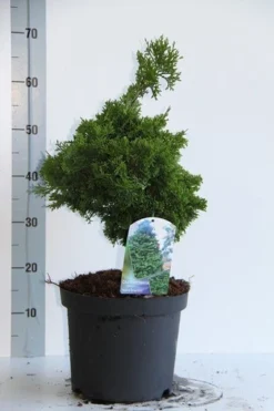 Dwergcypres (Chamaecyparis Obtusa 'Nana Gracilis') -Goedkope DirectPlant winkel chamaecyparis o nana gracilis 30 35 cm co. 7.5l v