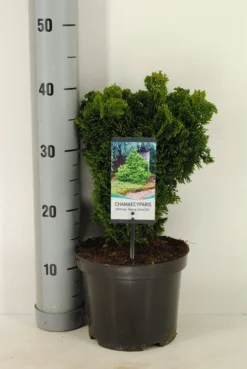 Dwergcypres (Chamaecyparis Obtusa 'Nana Gracilis') -Goedkope DirectPlant winkel chamaecyparis obt. nana gracilis c3 m 1