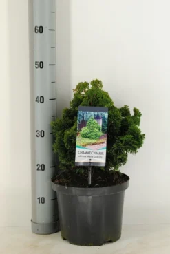 Dwergcypres (Chamaecyparis Obtusa 'Nana Gracilis') -Goedkope DirectPlant winkel chamaecyparis obt. nana gracilis c5 m